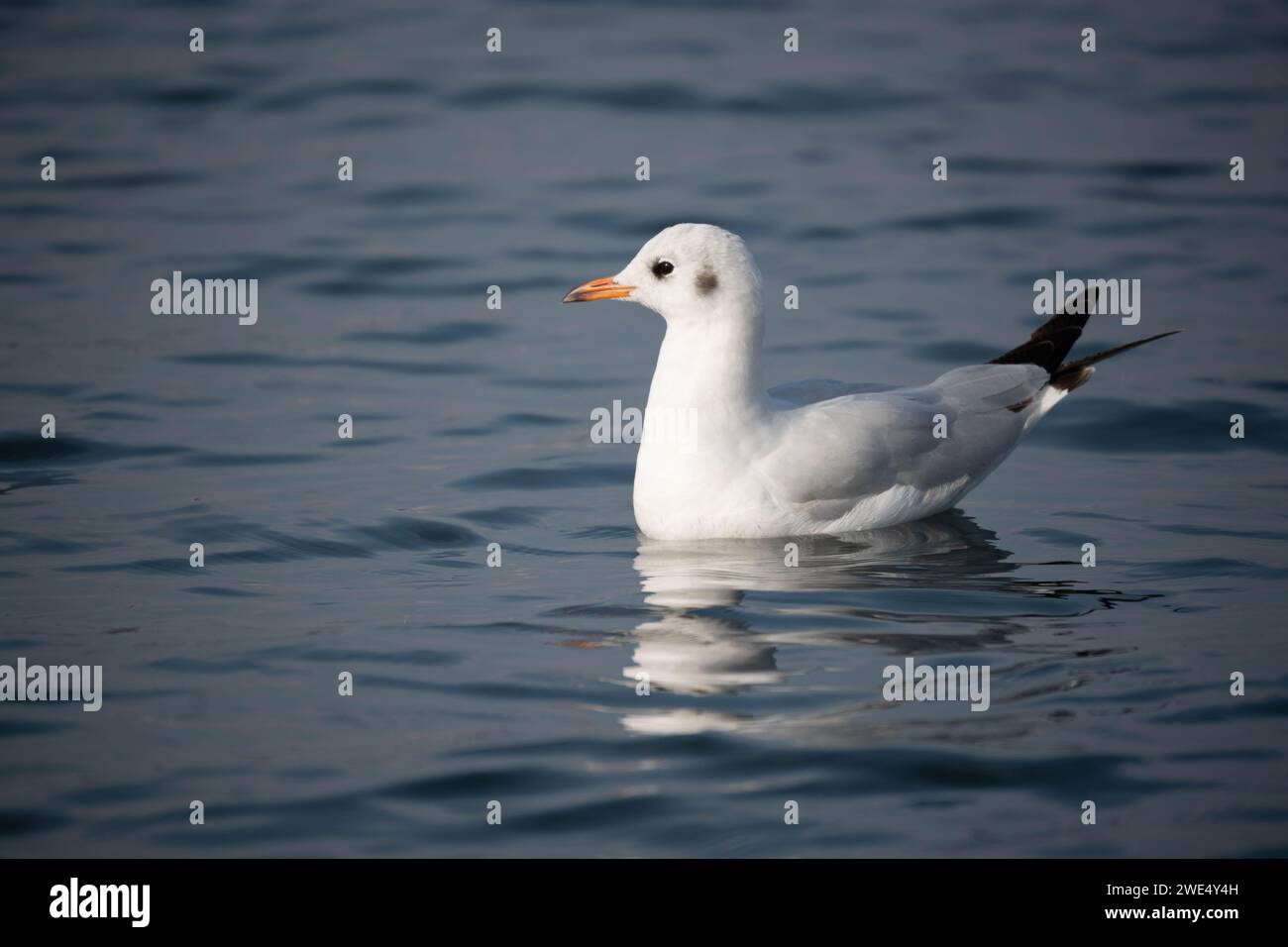 gulls are robust, long-winged birds that have bills that are stout and hooked and fully webbed feet except for the hind toes. Unlike terns, which are Stock Photo