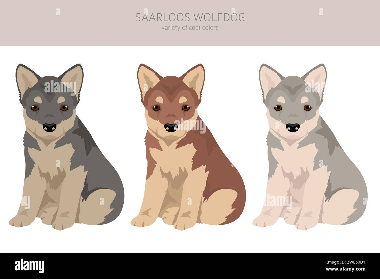 Saarloos Wolfdog puppies clipart. All coat colors set.  All dog breeds characteristics infographic. Vector illustration Stock Vector