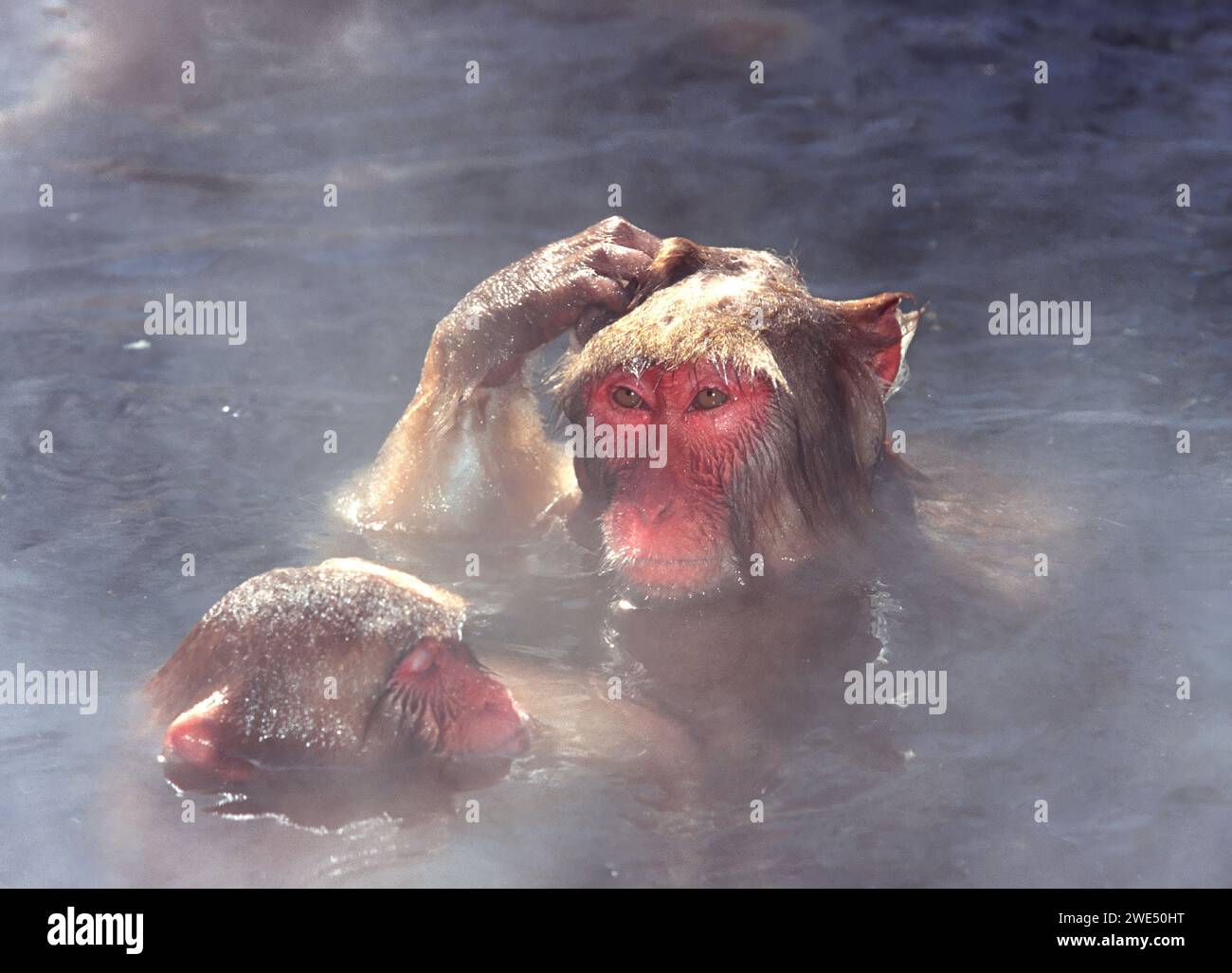 Japanese macaques Macaca fuscata in a hot spring pool with steam in winter Stock Photo