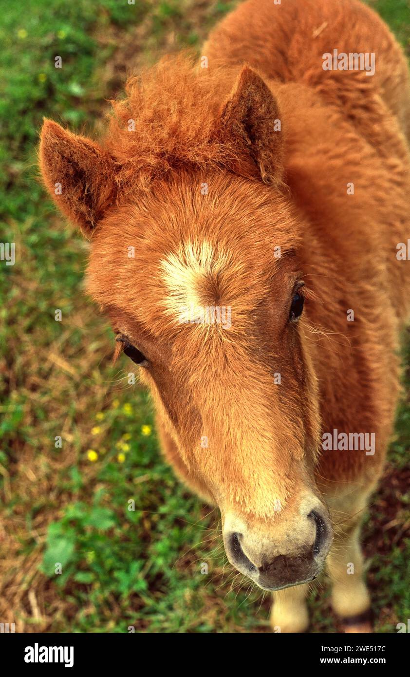 Shetland Pony a portrait Stock Photo