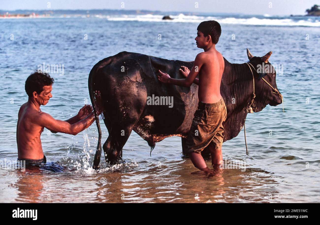 Washing and removing ticks from the bull in the sea Sri Lanka Stock Photo