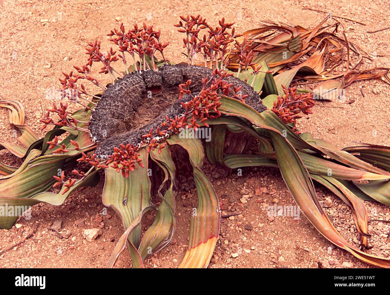Welwitschia mirabilis female plant with flowers and cones Namibia Stock Photo