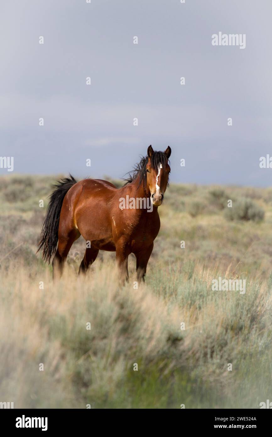 The McCullough Peaks wild horses are believed to be descended from horses released from Buffalo Bill's Wild West Show over a century ago. Stock Photo