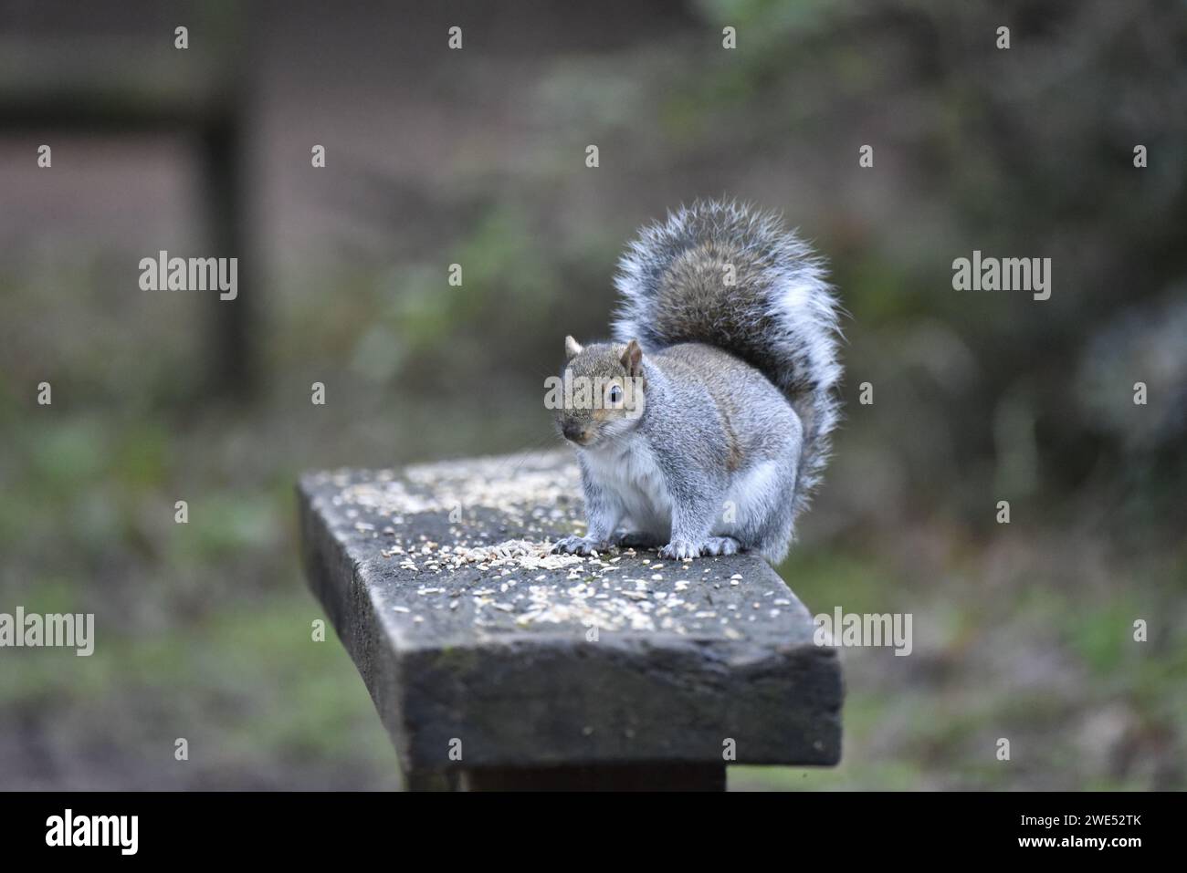 Eastern Gray Squirrel (Sciurus carolinensis) Crouching on a Wooden Bench Covered with Seed, Facing Camera with Bushy Tailed Curled Over Back, in UK Stock Photo
