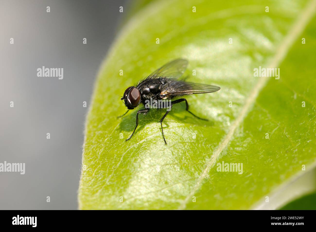 Very large fly hi-res stock photography and images - Alamy