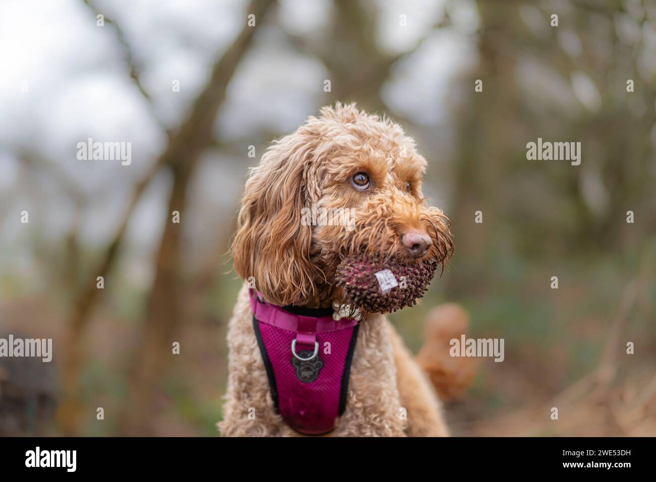 Close up front view of a cockerpoo dog with a fluffy toy in her mouth staring up. Stock Photo