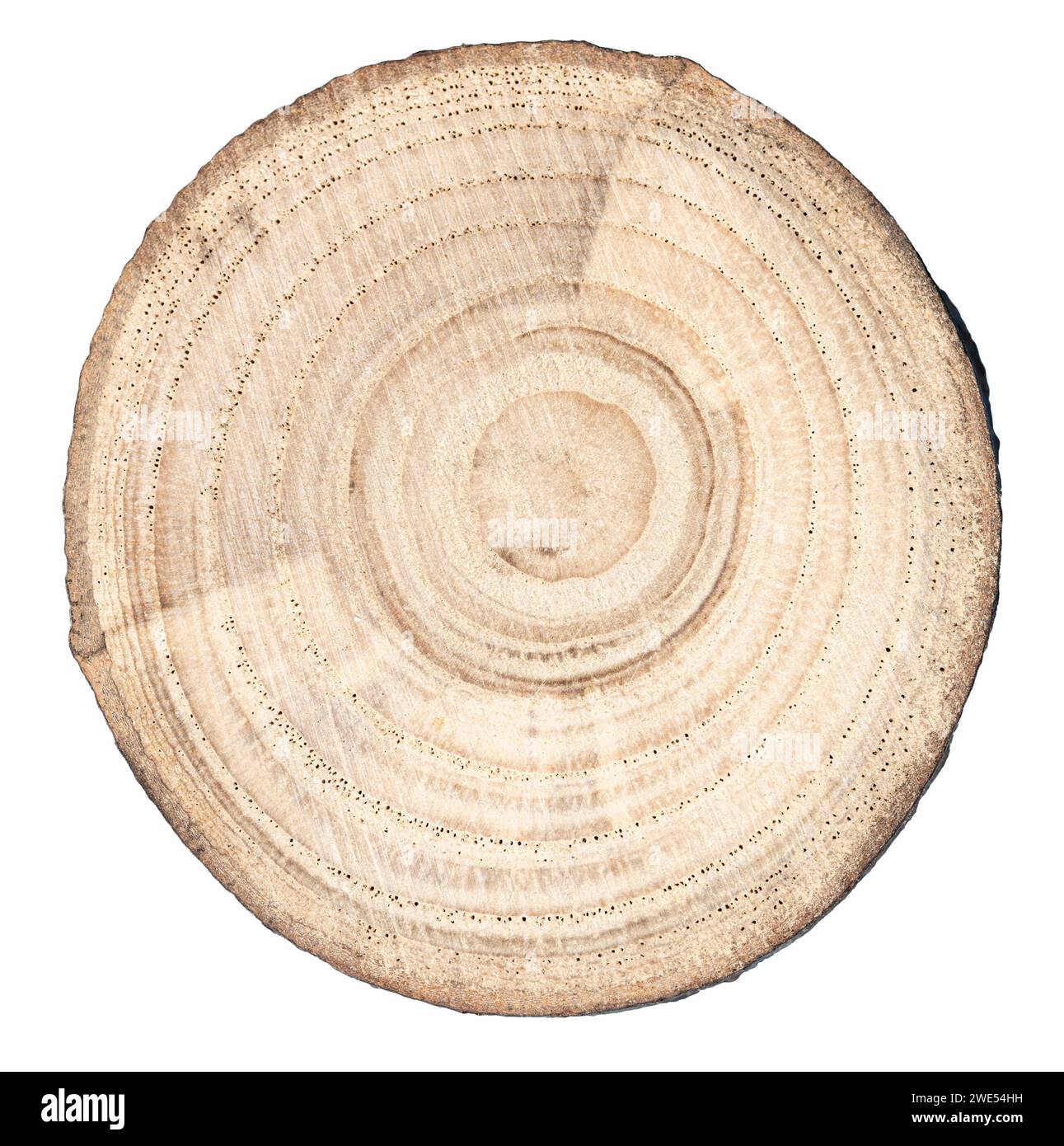 Tree trunk slice isolated on white background Stock Photo Alamy