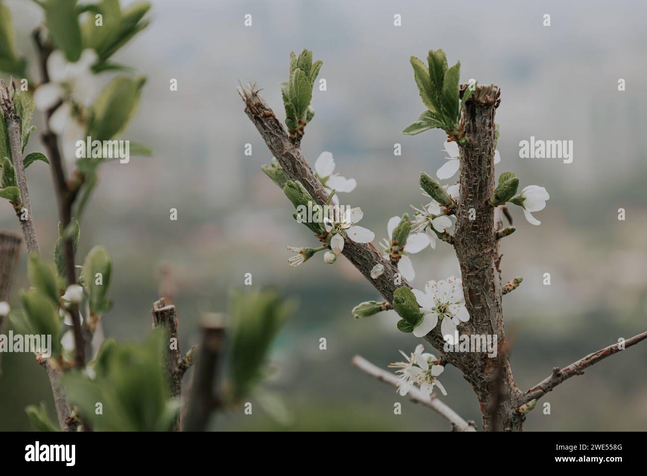 Cut branches of a flowering tree. Small white flowers, green leaves. Close-up. Caring for blossom garden plants in springtime. Spring natural botanica Stock Photo