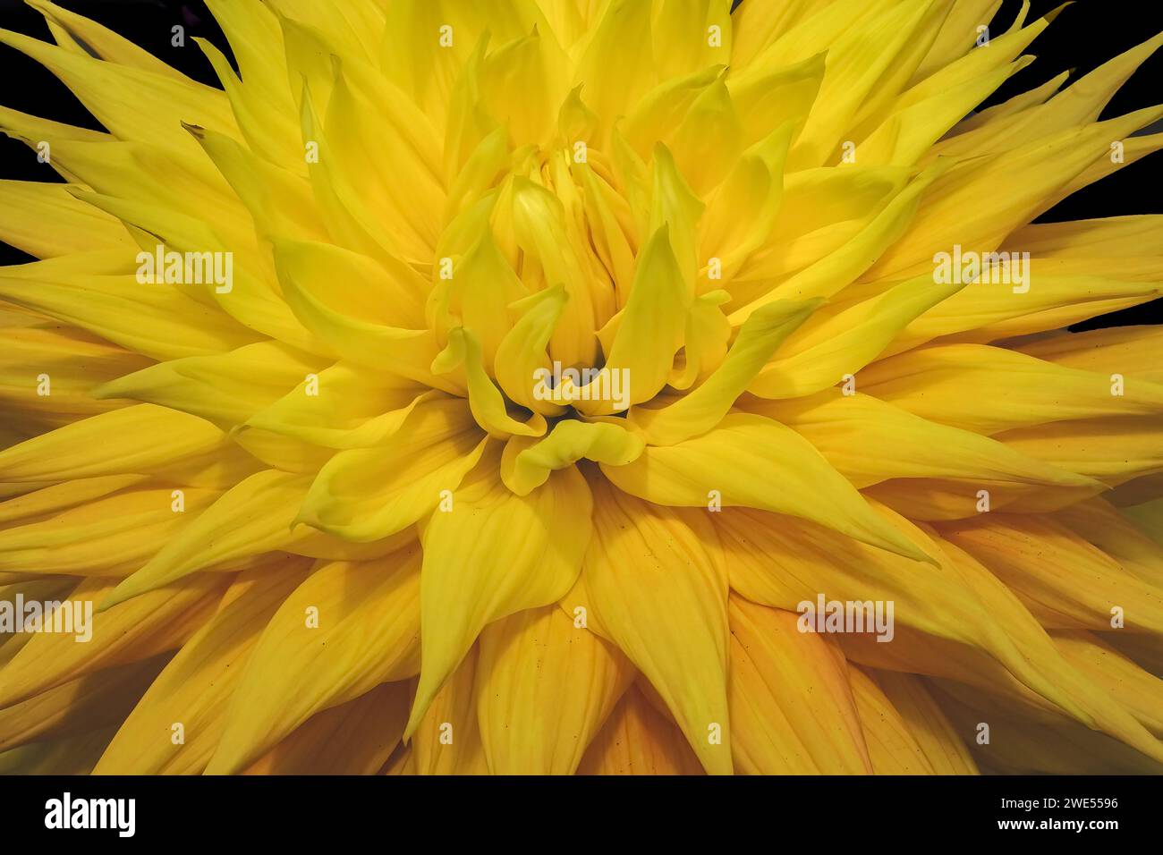 Yellow Giant AC Jeri Dahlia Very Big Flower Blossom Botanical Garden