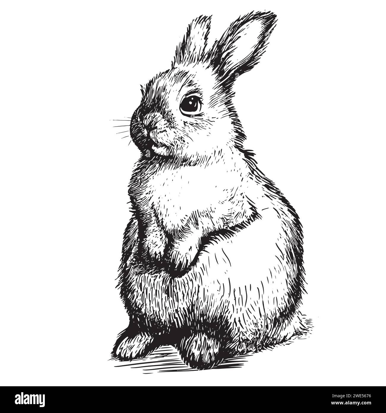 Rabbit standing sketch engraving hand drawn Vector illustration. Cute