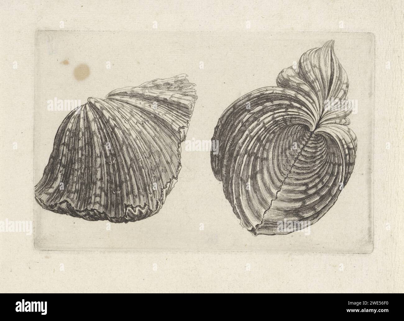 Schelp, Hippopus Hippopus, Wenceslaus Hollar, 1644 - 1652 print  Antwerp paper etching molluscs (+ shell, snail-shell etc.) Stock Photo