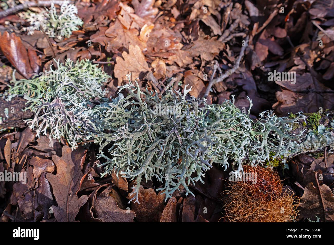 Pseudevernia furfuracea lichen in wild. Forest moss on the tree. Stock Photo