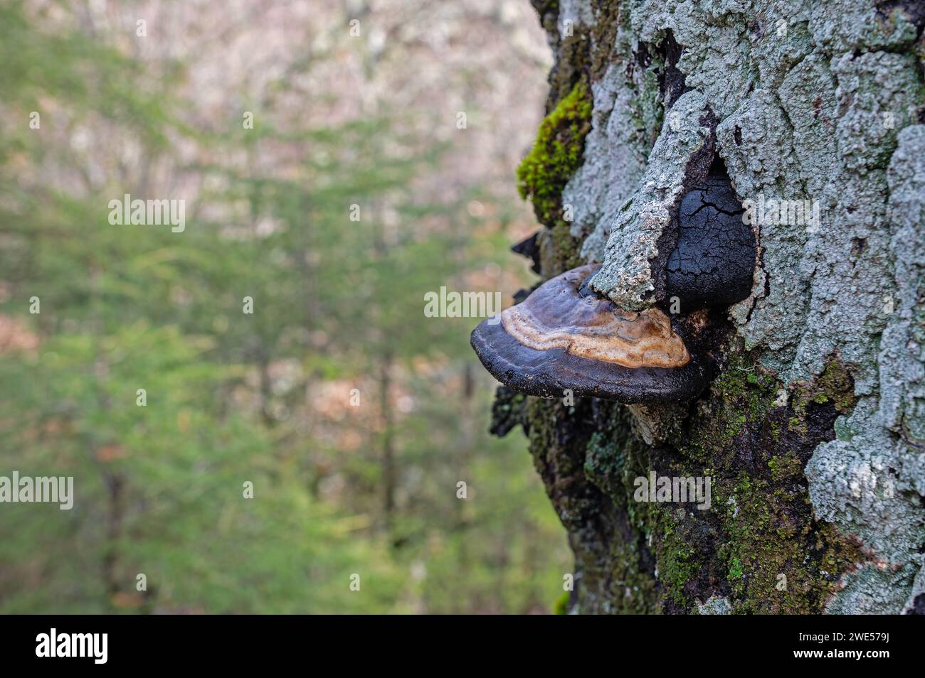Fomes fomentarius fungus on a Quercus vulcanica tree. Fomes fomentarius, a fungus that infests trees, especially beeches, and causes white rot in the Stock Photo