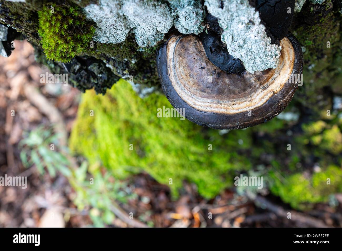 Fomes fomentarius fungus on a Quercus vulcanica tree. Fomes fomentarius, a fungus that infests trees, especially beeches, and causes white rot in the Stock Photo