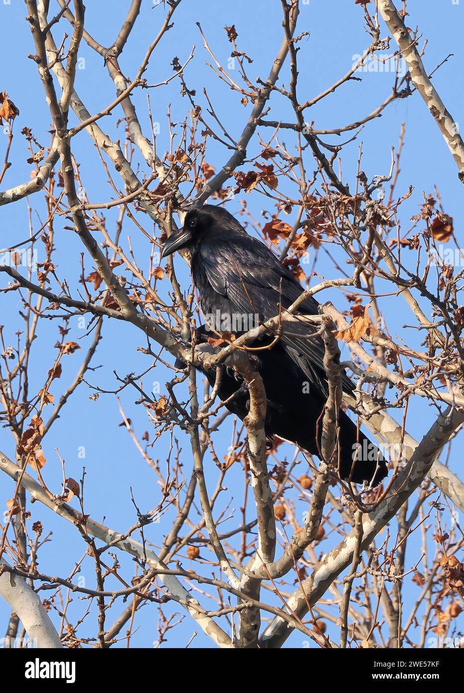 Common raven, Kolkrabe, Grand Corbeau, Corvus corax, holló, Budapest, Hungary, Magyarország, Europe Stock Photo