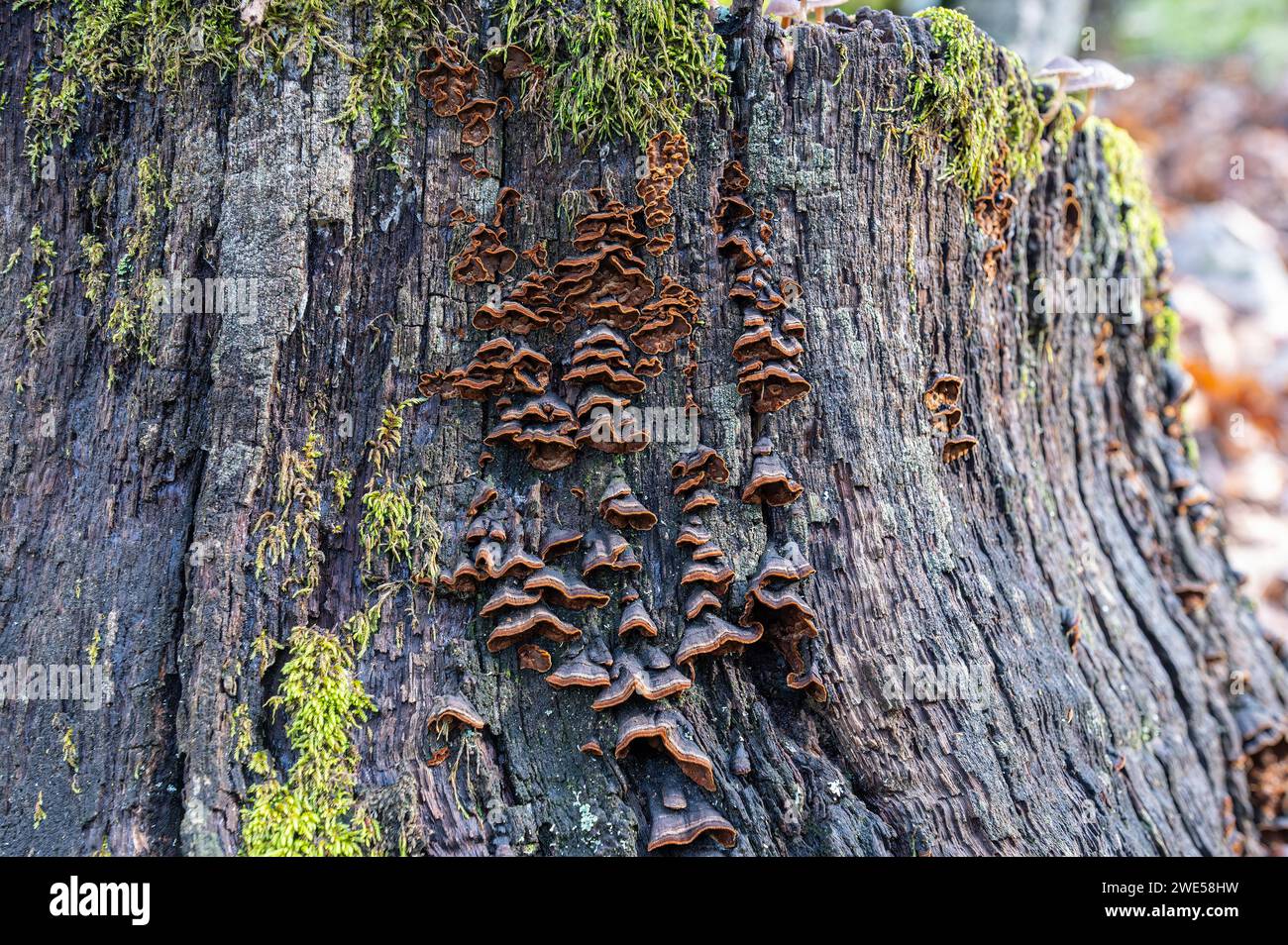 Hymenochaete rubiginosa fungus on dead Quercus vulcanica tree root. Stock Photo