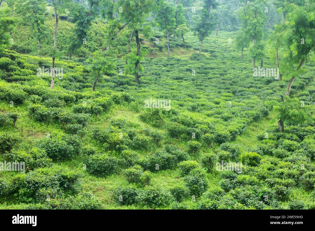 The tea garden was very beautiful located in srimangale moulvibazar district in sylhet bangladesh,The tea garden is beautifully landscaped on the slop Stock Photo