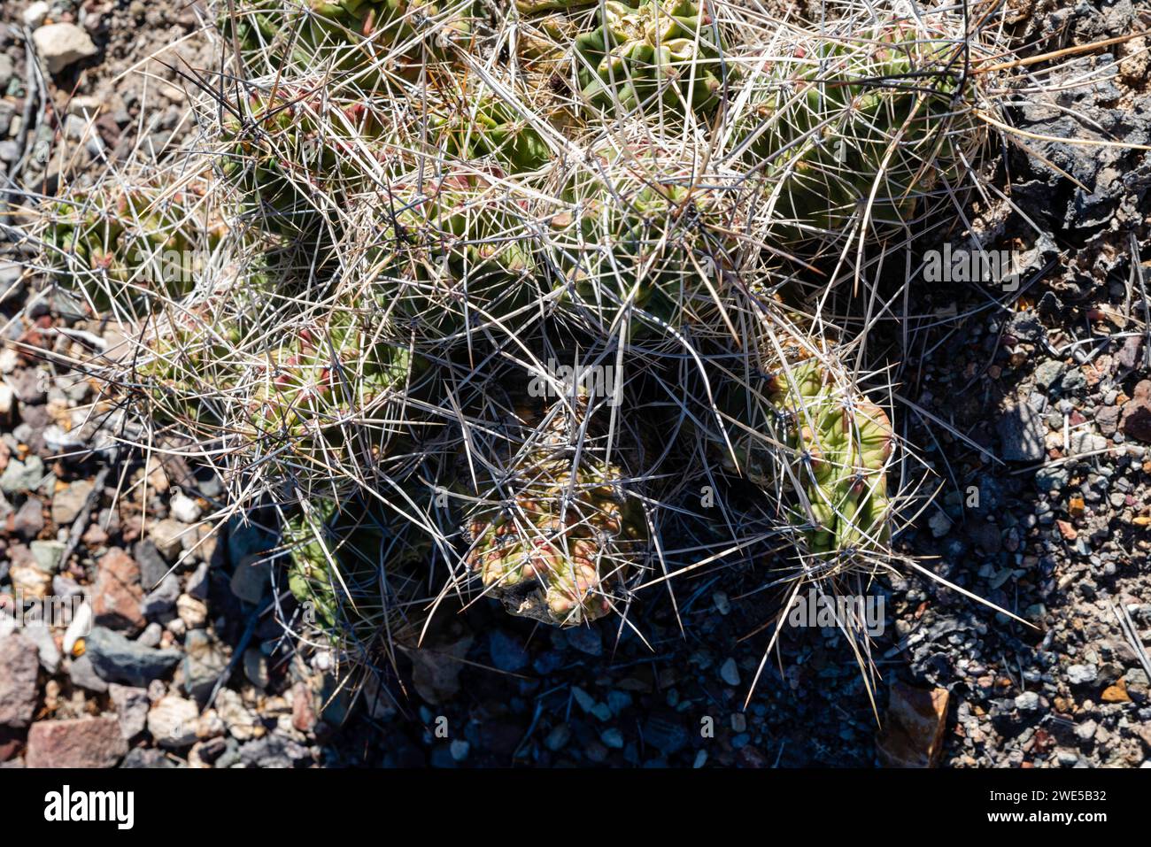 Big needle pincushion cactus hires stock photography and images Alamy
