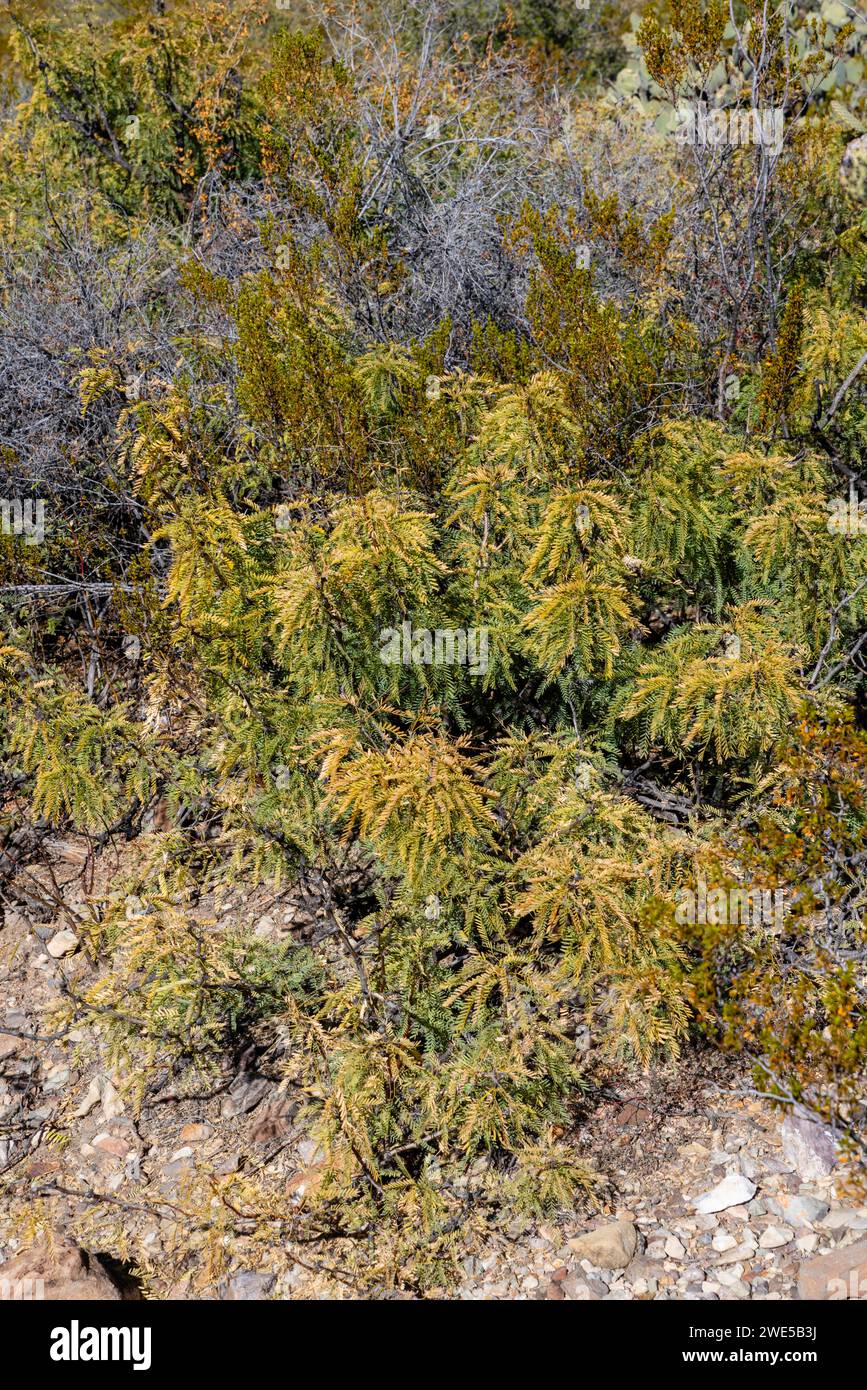 Honey Mesquite (Prosopis glandulosa). Views along the Chihuahua Desert Trail exhibit at Dugout Wells, Big Bend National Park, Texas, USA. Stock Photo