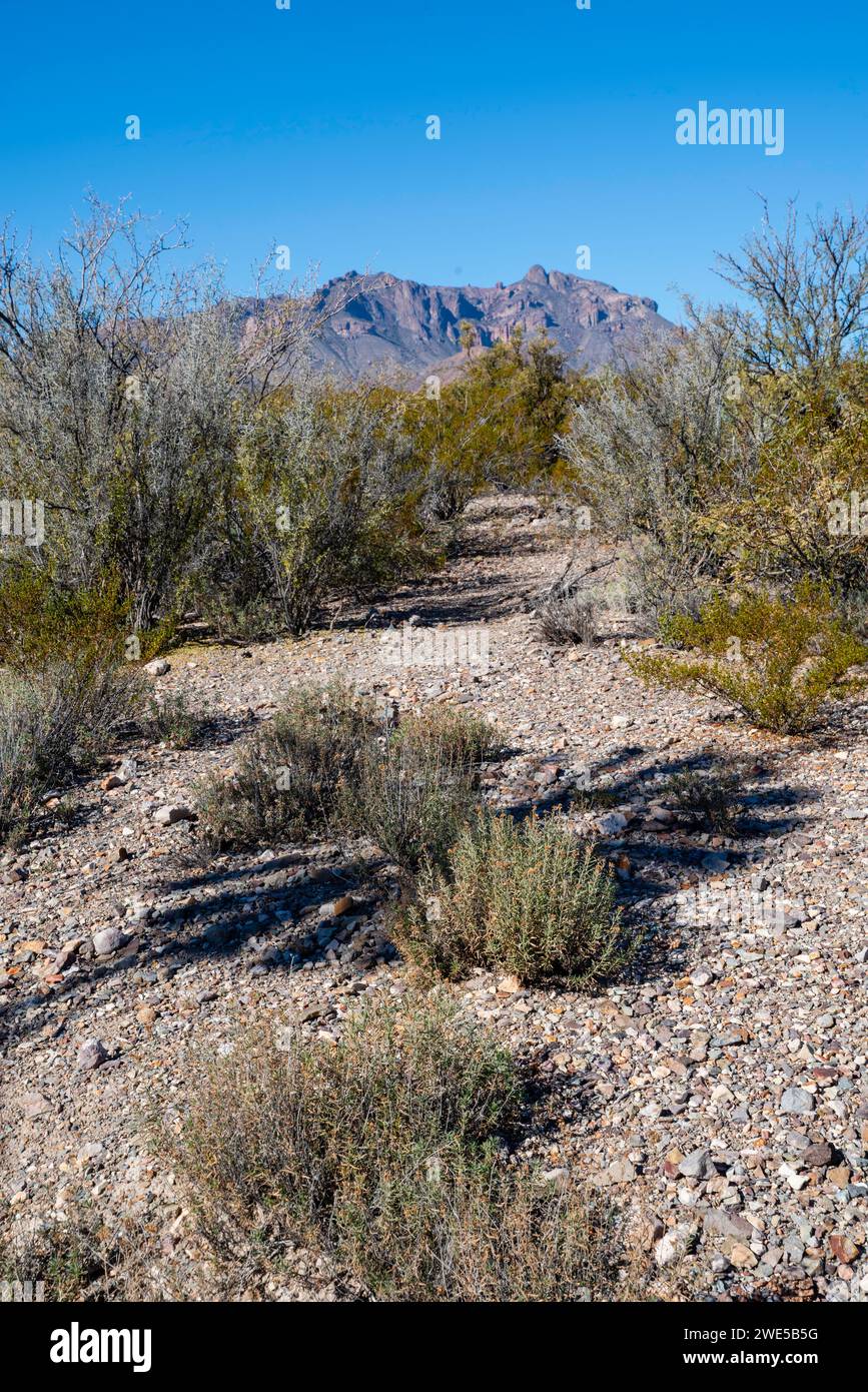 Views along the Chihuahua Desert Trail exhibit at Dugout Wells, Big