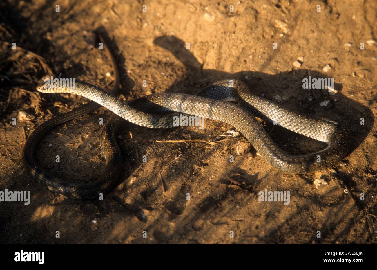 Young  Dolichophis jugularis, also known commonly as the black whipsnake and the large whip snake, Stock Photo