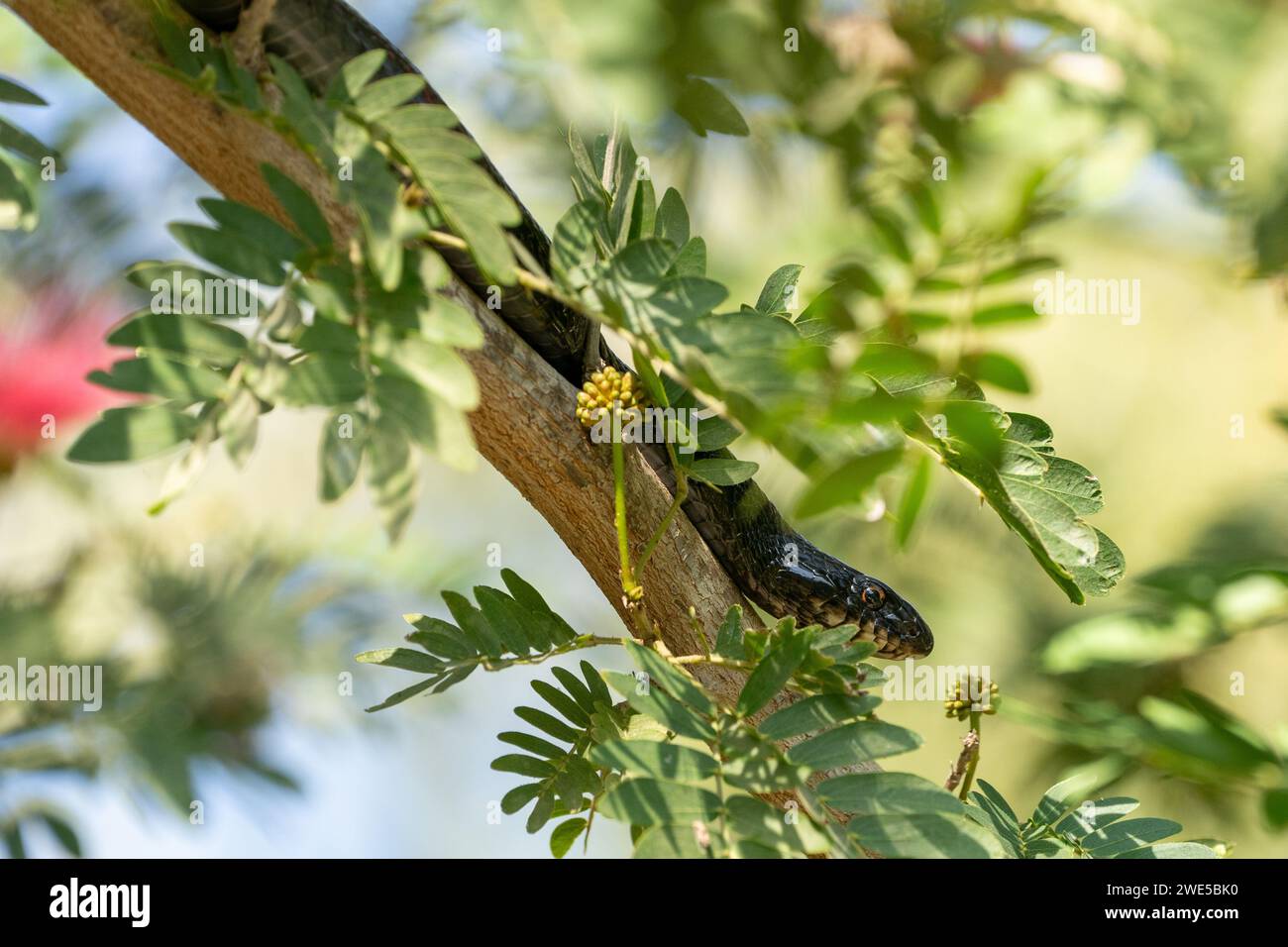 Dolichophis jugularis, also known commonly as the black whipsnake and the large whip snake, Stock Photo