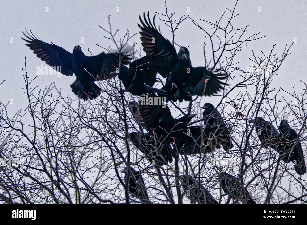 Krahenplage hires stock photography and images Alamy