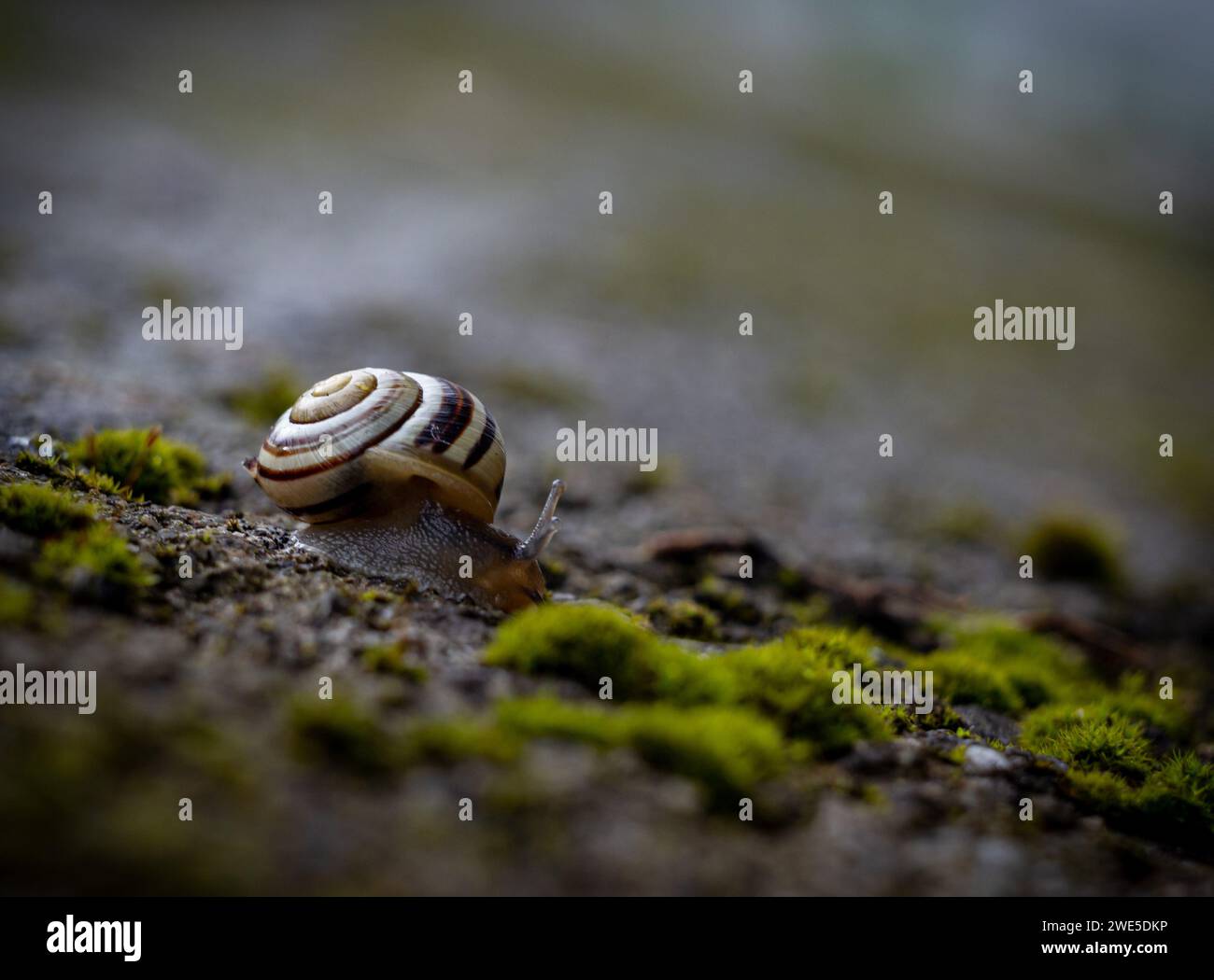 garden snail crawling on a stone wall covered with moss Stock Photo - Alamy
