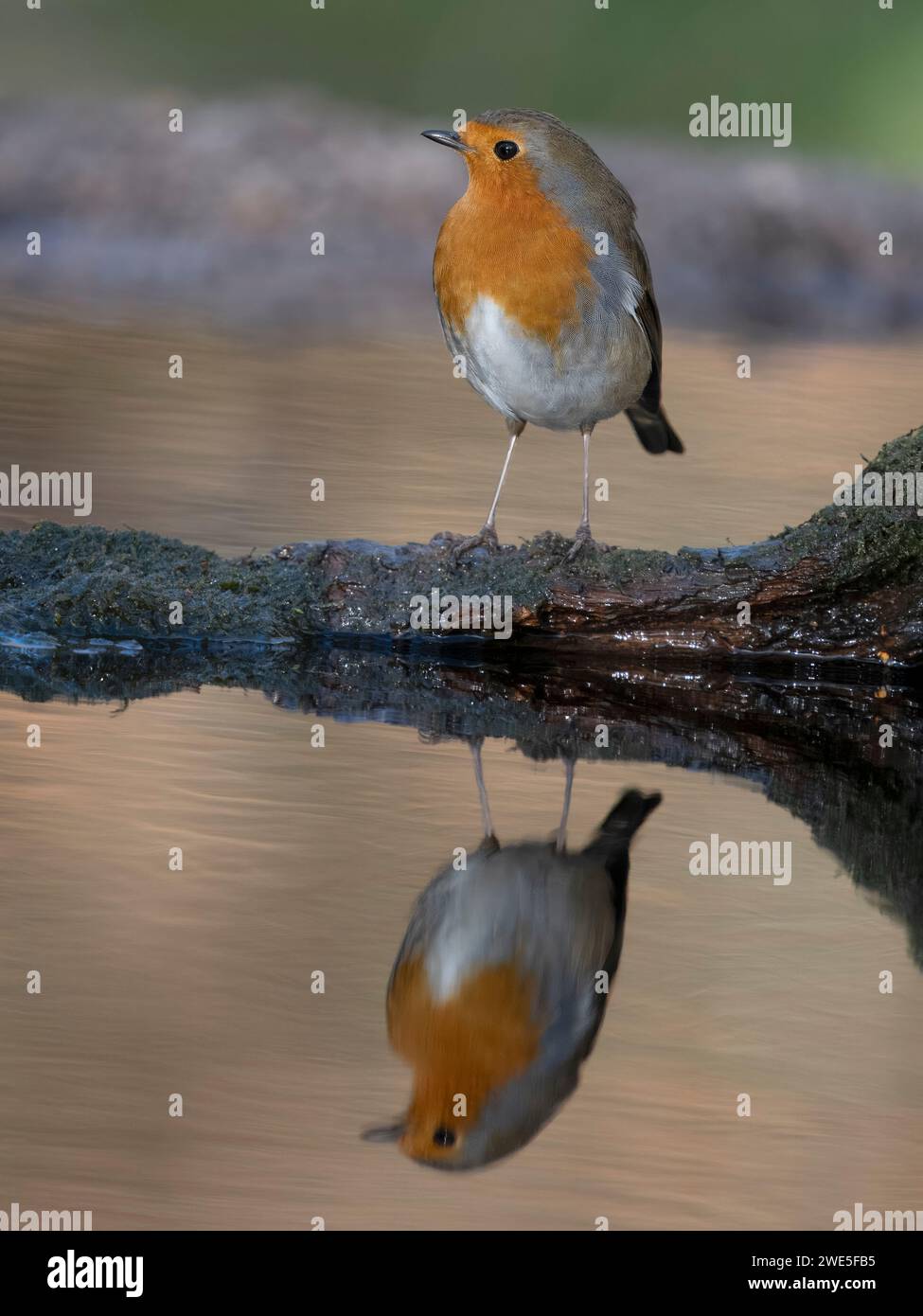 Robin, Erithacus rubecula, single bird by water, Warwickshire, January 2024 Stock Photo