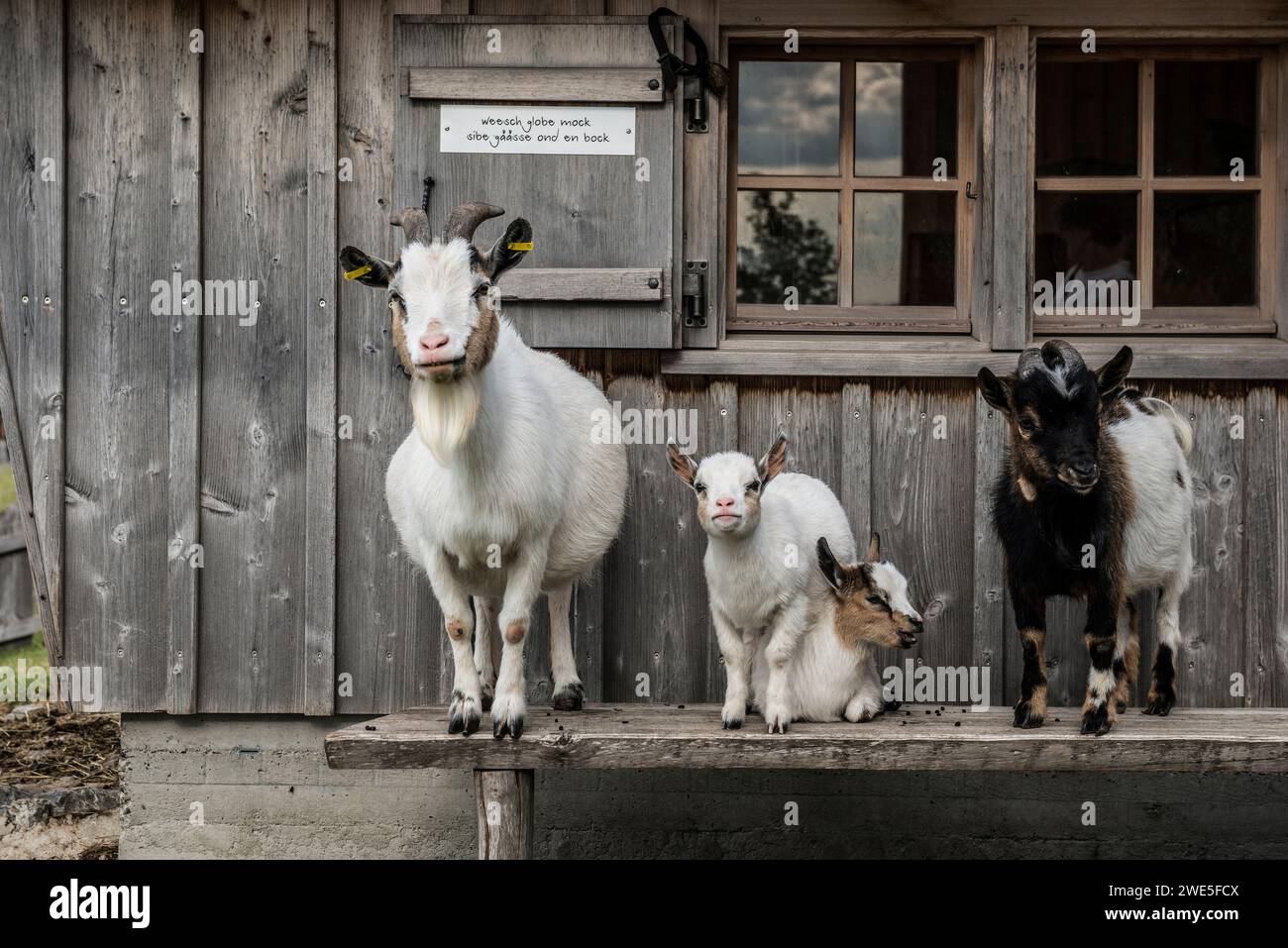 Goats, Fähnerenspitz, sunset, Canton of Appenzell-Innerrhoden, Switzerland Stock Photo