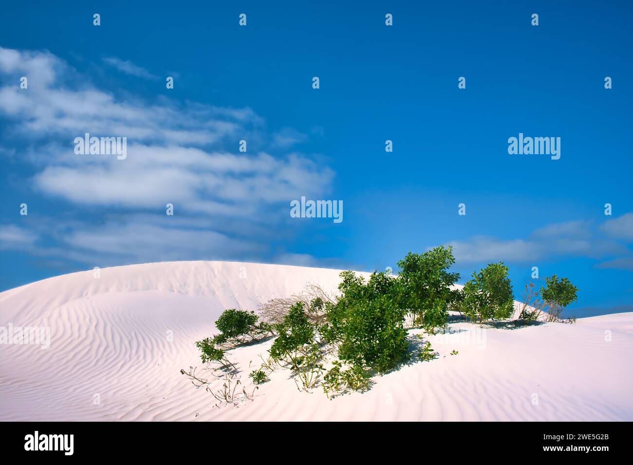 Rippled white sand dune with some bright green bushes under a blue sky. Green Head area, Coral Coast, Western Australia Stock Photo