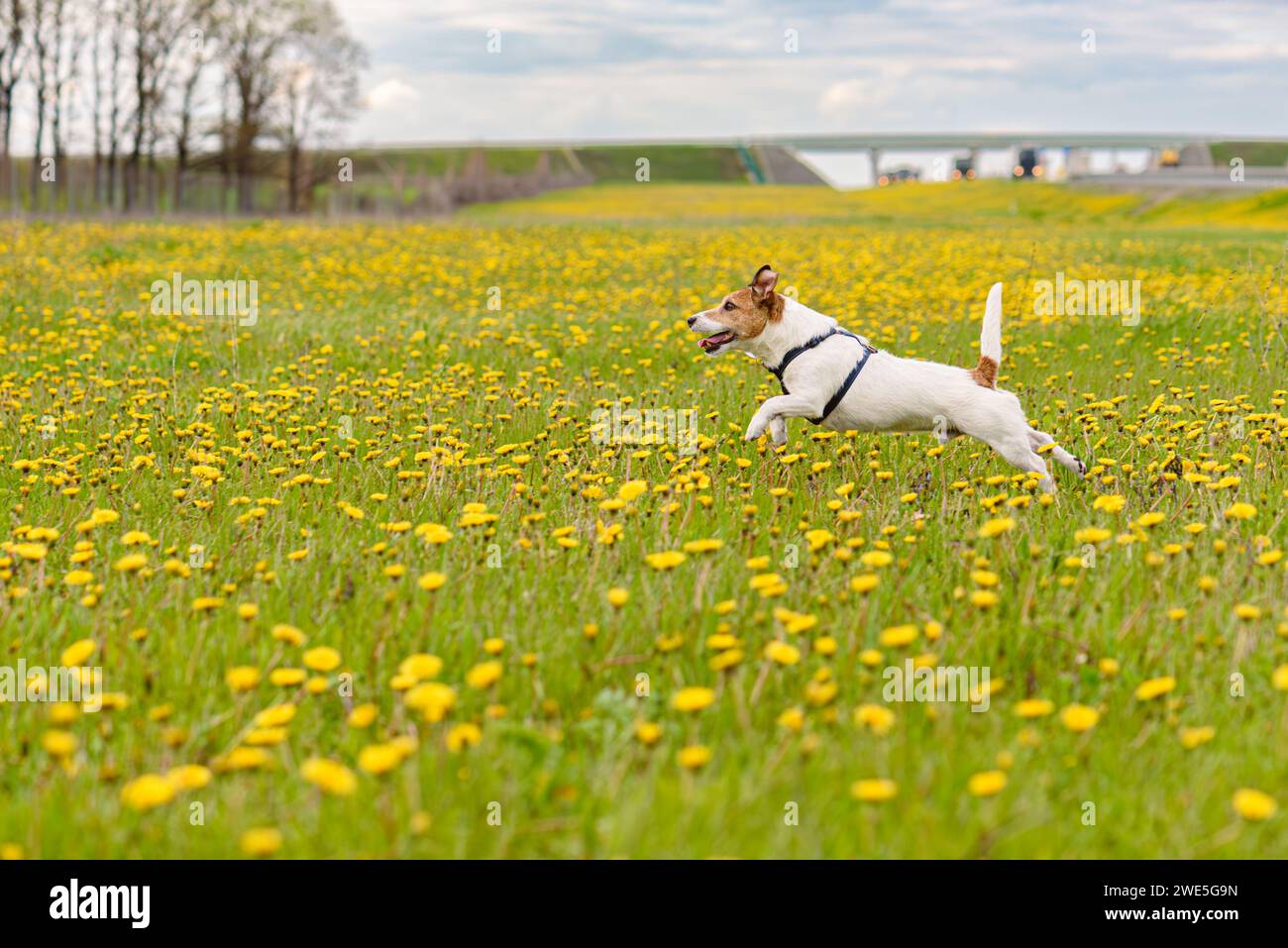 Springtime activities to do with your dog. Active dog playing in spring meadow among blossoming dandelion flowers Stock Photo