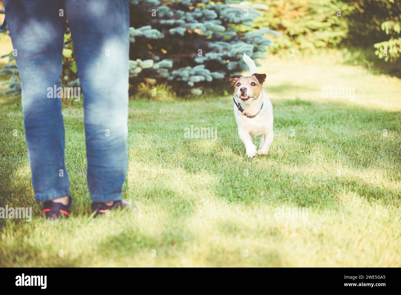 How to train a dog to come back on the Recall command every time Stock Photo