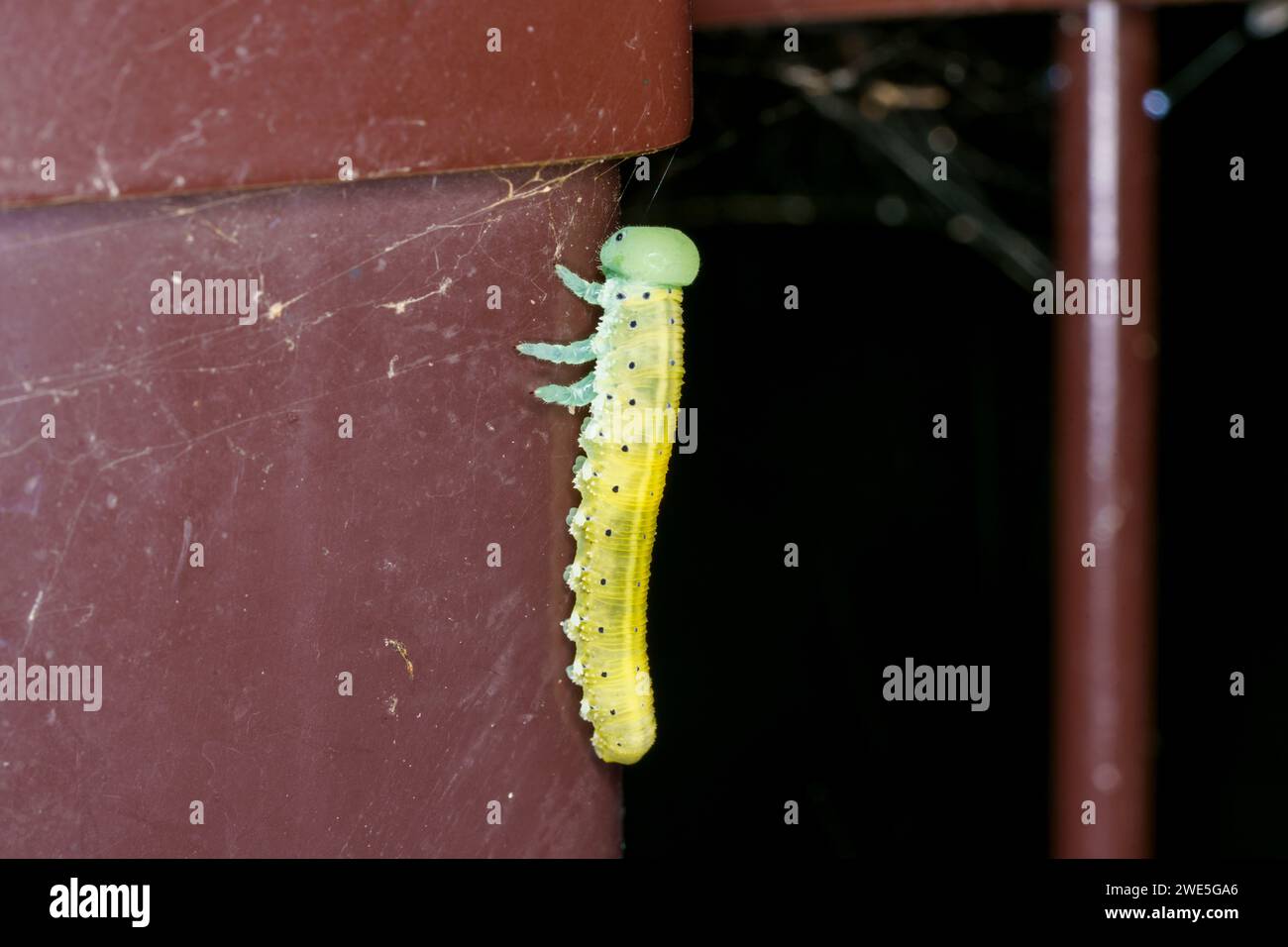 Cimbex connatus Family Cimbicidae Genus Cimbex Large alder sawfly caterpillar wild nature insect wallpaper, picture, photography Stock Photo
