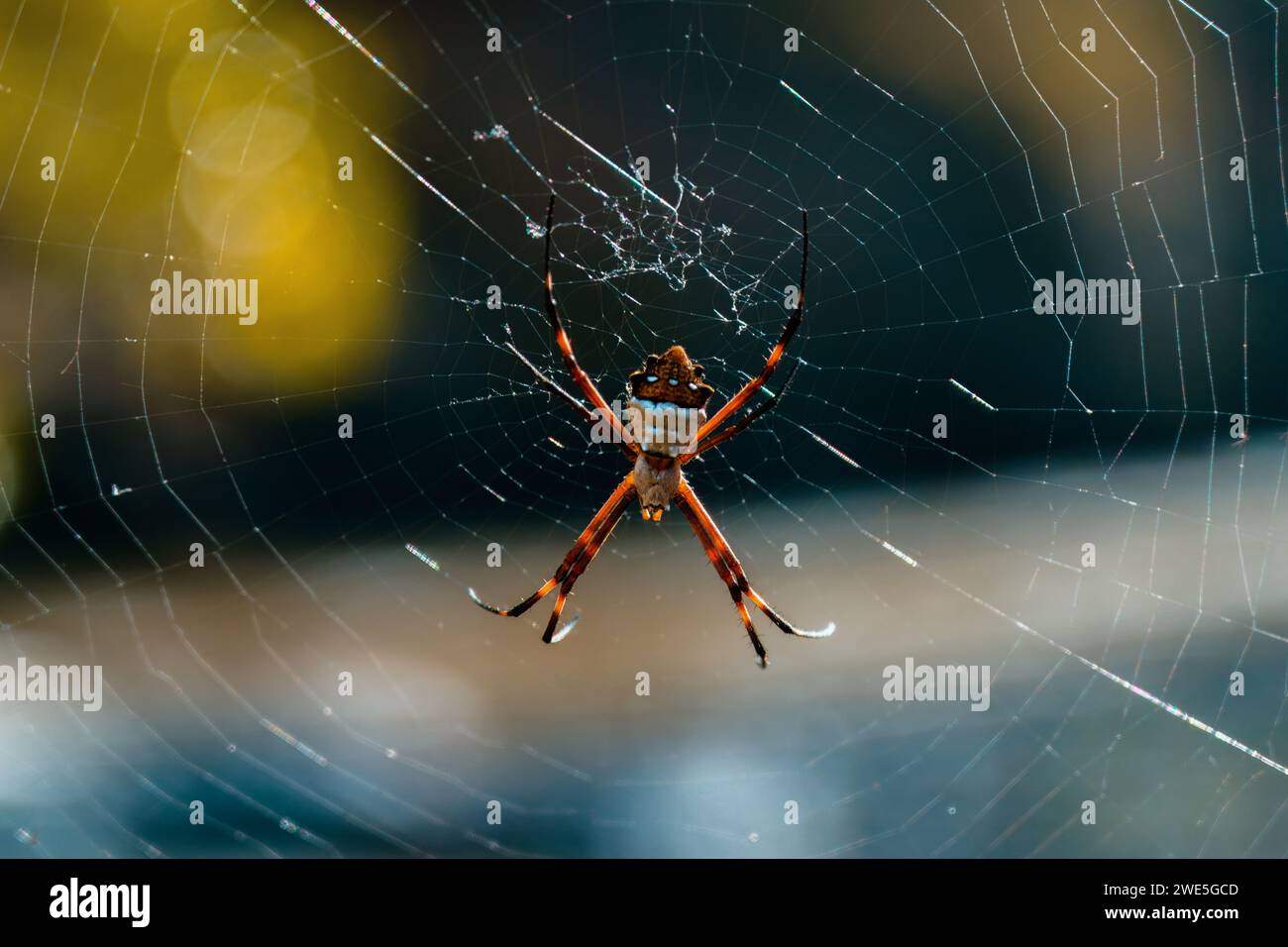 Photo of a Tiger Spider, Argiope Argentata, in a web. Stock Photo