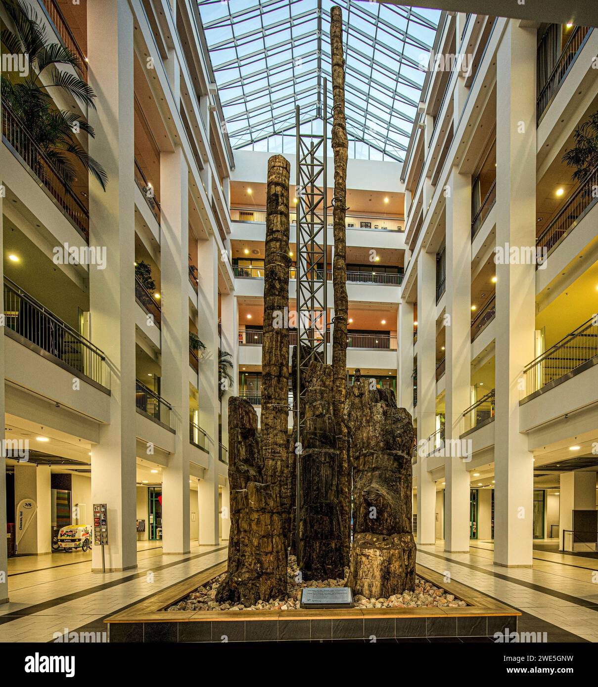 Petrified Forest of Chemnitz in the DAStietz cultural department store 