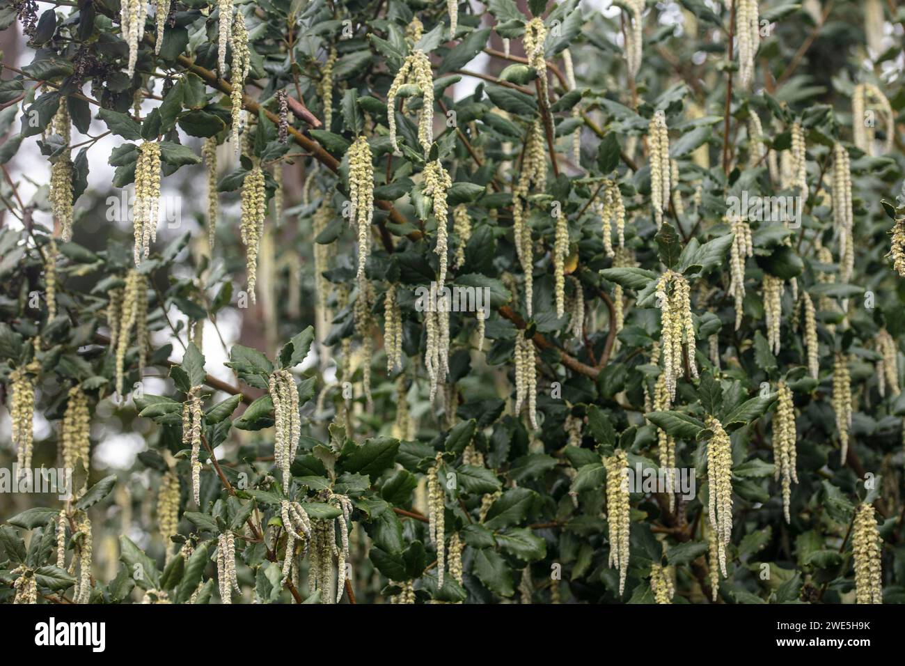Dramatic Garrye Elliptica 'James Roof’. Natural close up high resolution dramatic plant portrait Stock Photo