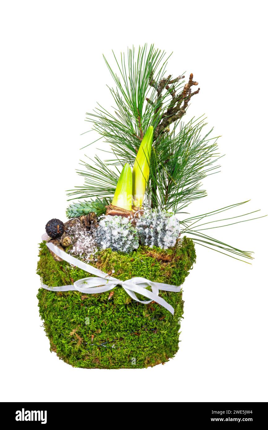 Closeup of an isolated Amaryllis decorated with moss and pine needles Stock Photo