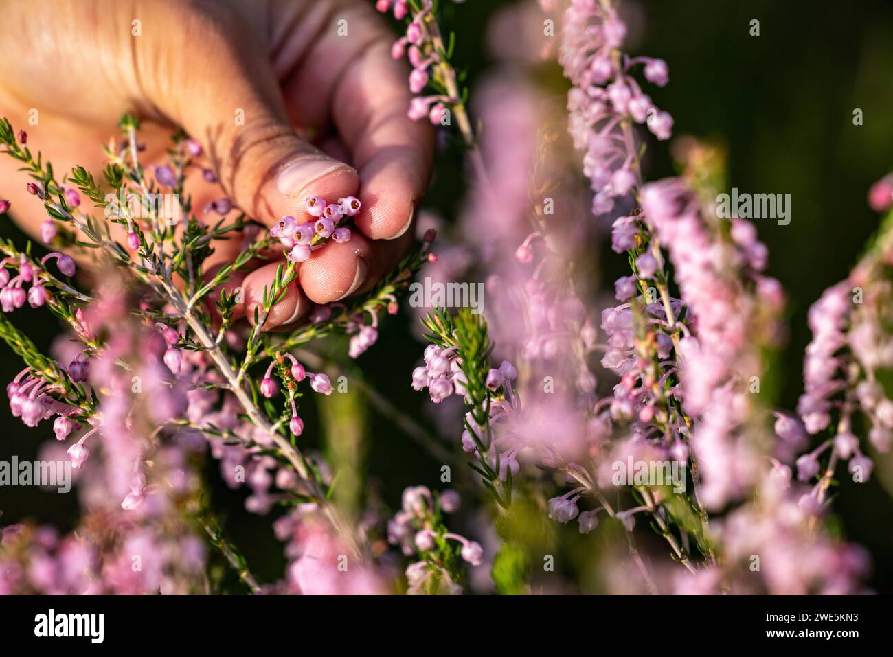 Detail of Gansbaai heath (Erica irregularis) in a hand, Grootbos Private Nature Reserve, Western Cape, South Africa Stock Photo