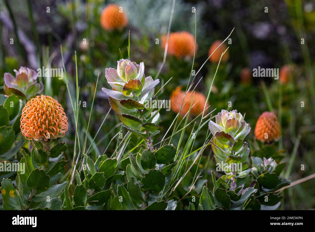 Pincushion Protea (Leucospermum patersonii), Grootbos Private Nature Reserve, Western Cape, South Africa Stock Photo