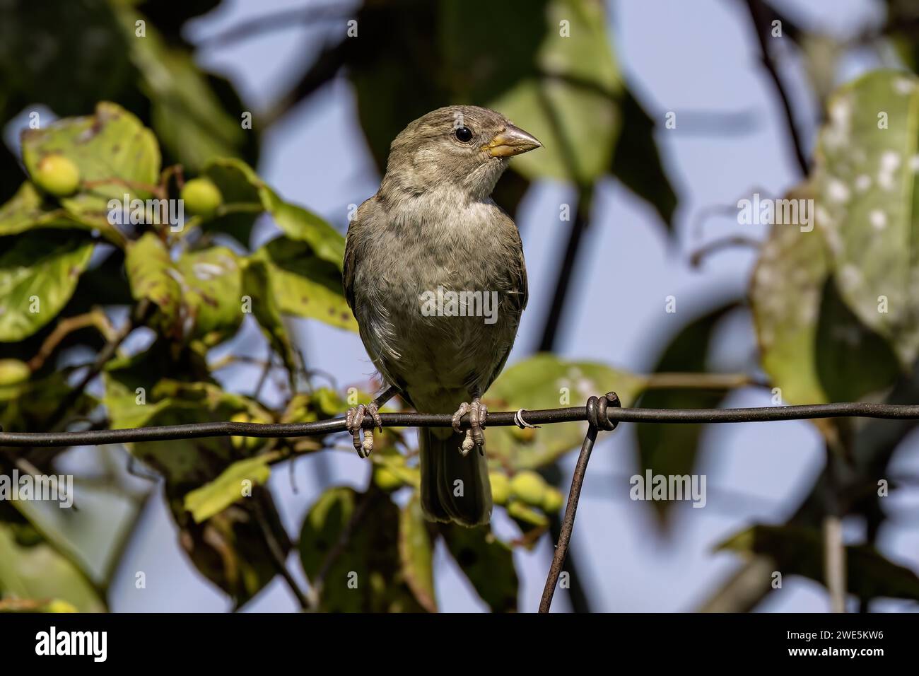 The house sparrow (Passer domesticus) Stock Photo