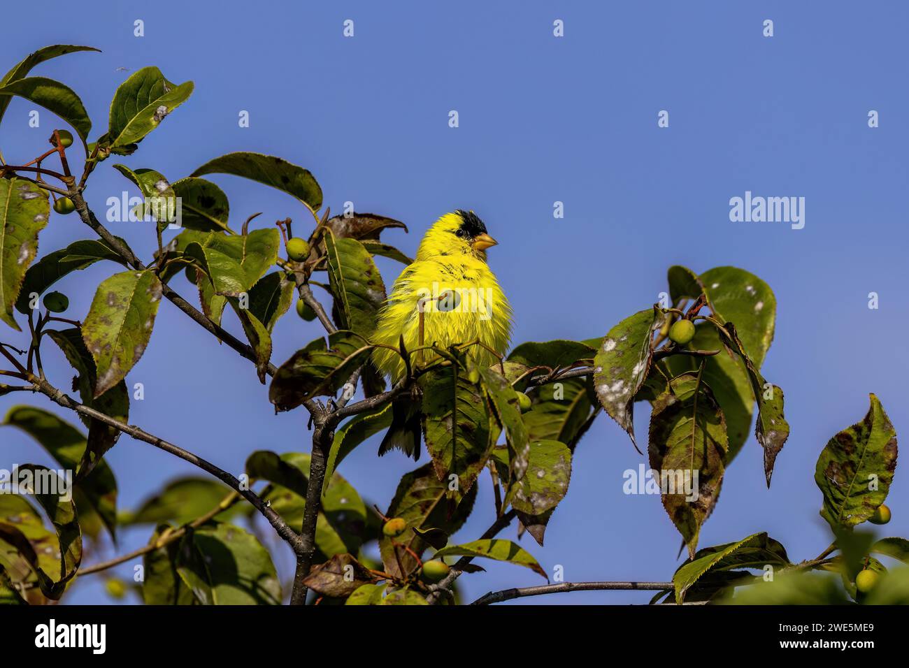 The American goldfinch (Spinus tristis) is a small North American bird Stock Photo