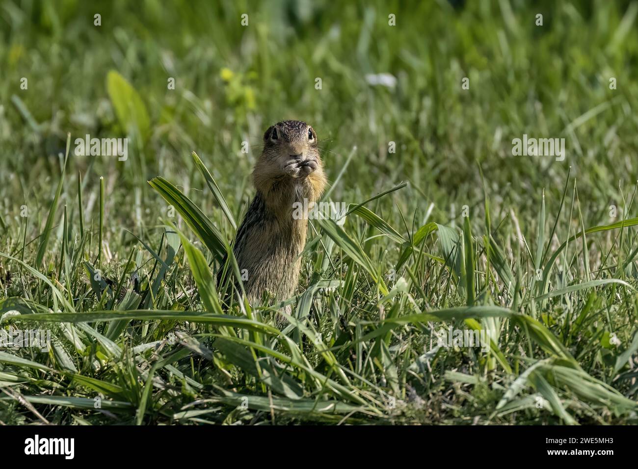 Thirteen-Lined Ground Squirrel -  (Spermophilus tridecemlineatus ) on the Meadow Stock Photo