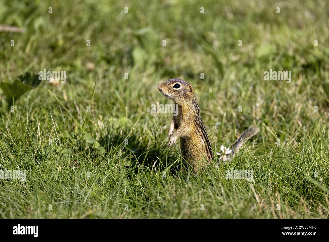 Thirteen-Lined Ground Squirrel -  (Spermophilus tridecemlineatus ) on the Meadow Stock Photo