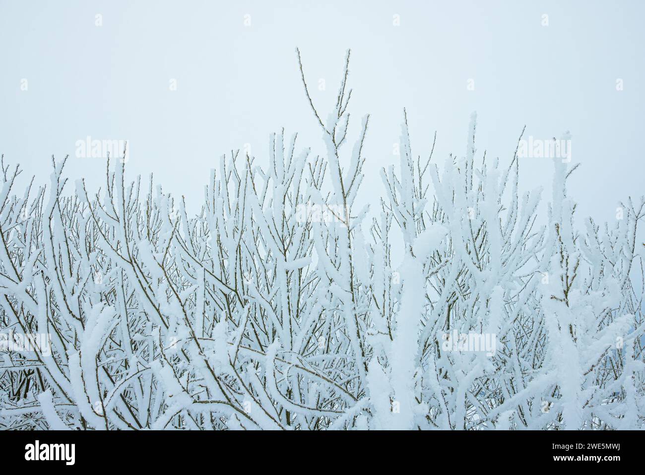 Cold winter background with frost covered branches Stock Photo - Alamy