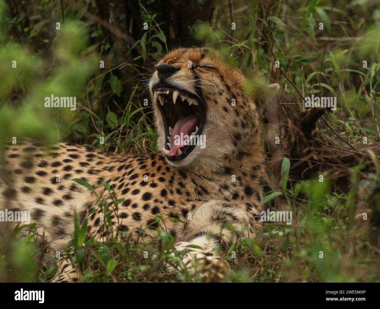 Cheetah resting while displaying an open mouth Stock Photo