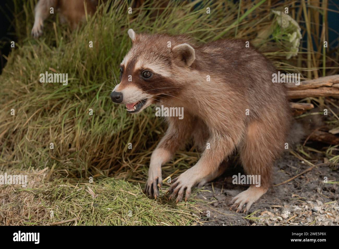 Ausgestopfter Waschbär (Procyon lotor), Naturkundemuseum, Breite Straße, Potsdam, Brandenburg, Deutschland Stock Photo