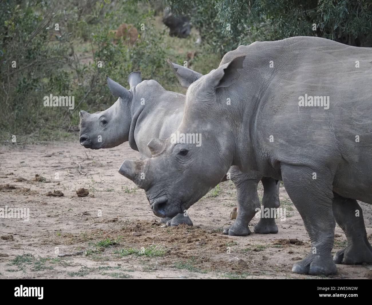 Two beautiful white rhinos in Kruger National Park, their horns safety removed to deter poaching efforts. Stock Photo
