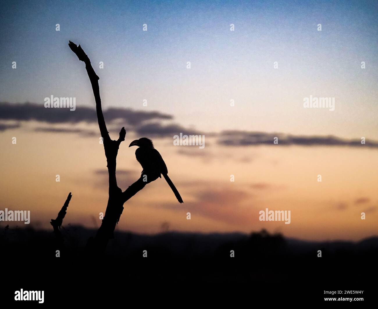 A silhouette of a Yellow-billed Hornbill against the vibrant canvas of