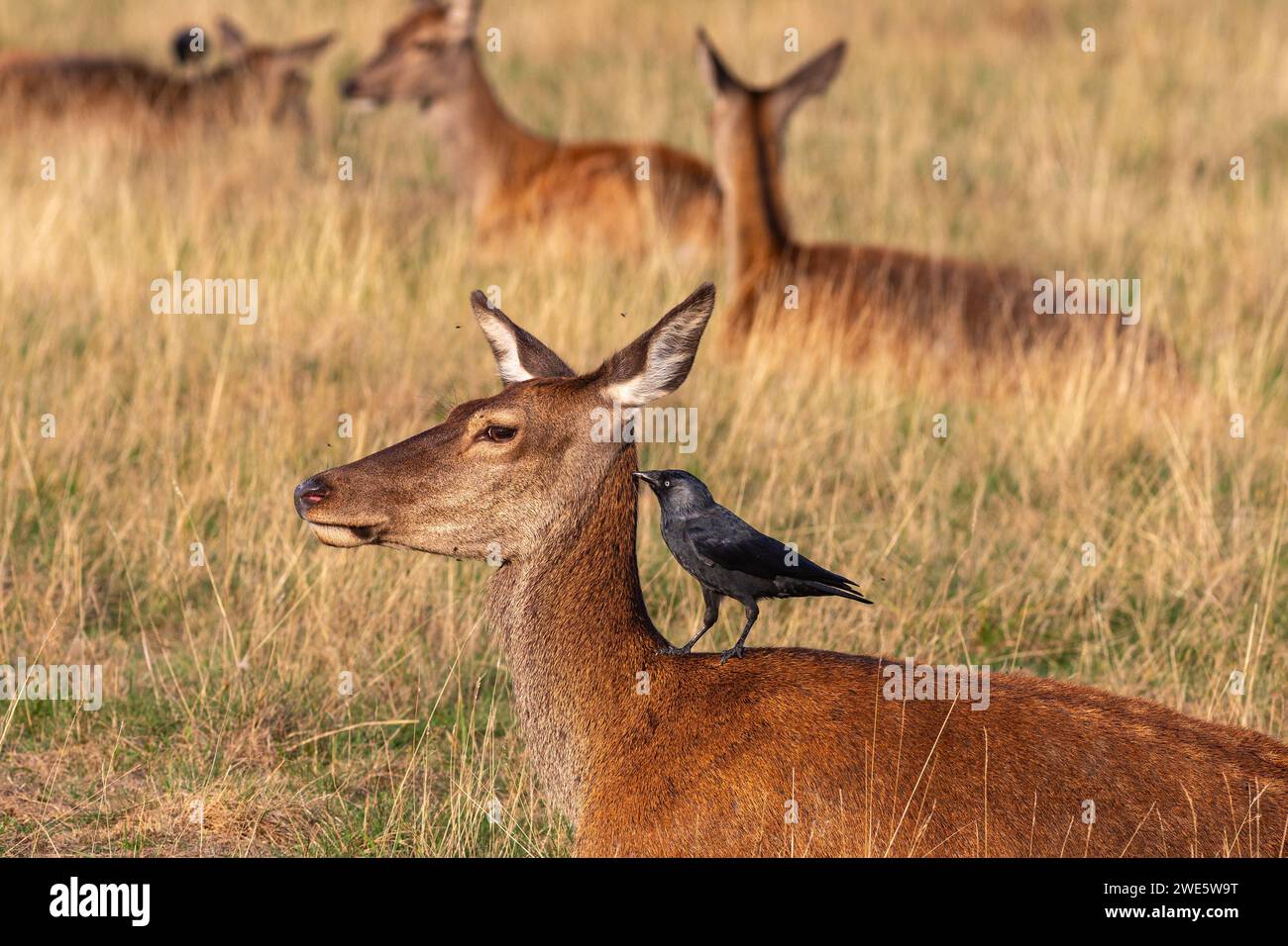 A Jackdaw  looking to catch insects stands on the back of a female Red Deer Stock Photo